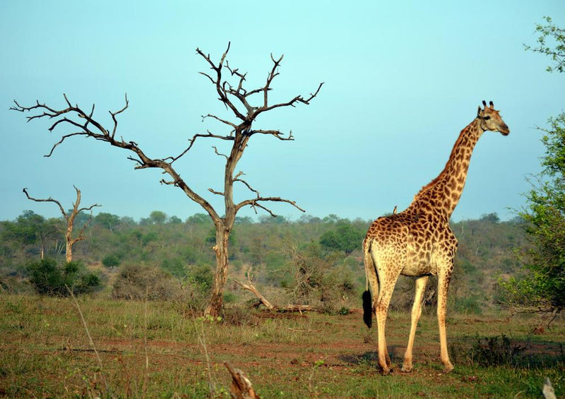 18286 Natur - Giraffe