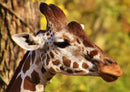 75328 Tierwelt - Giraffe