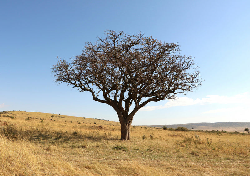 84206 Natur - Afrika