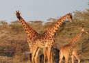 74963 Natur - Giraffe