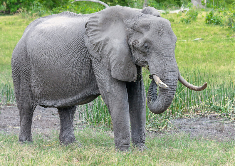 84442 Natur - Elefant