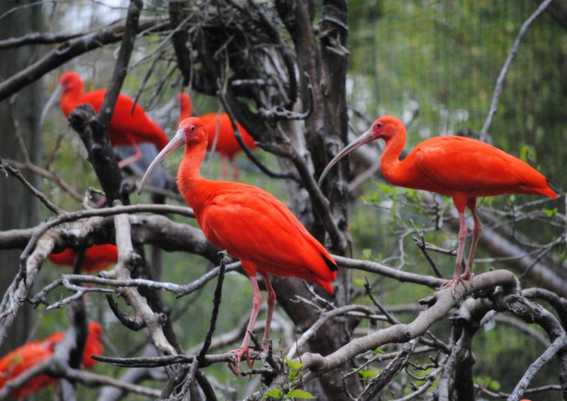 25255 Tierwelt - Orangene Vögel