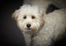30562 Tierwelt - Labradoodle