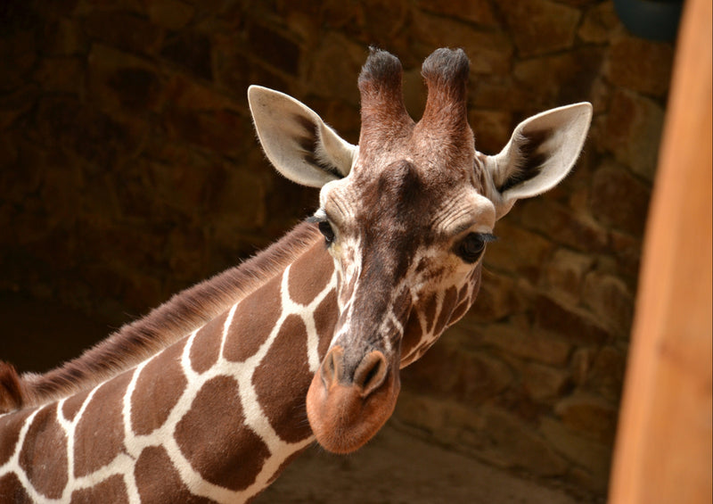 78502 Natur - Giraffe