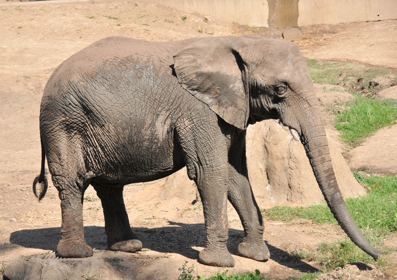 86032 Tierwelt - Elefant