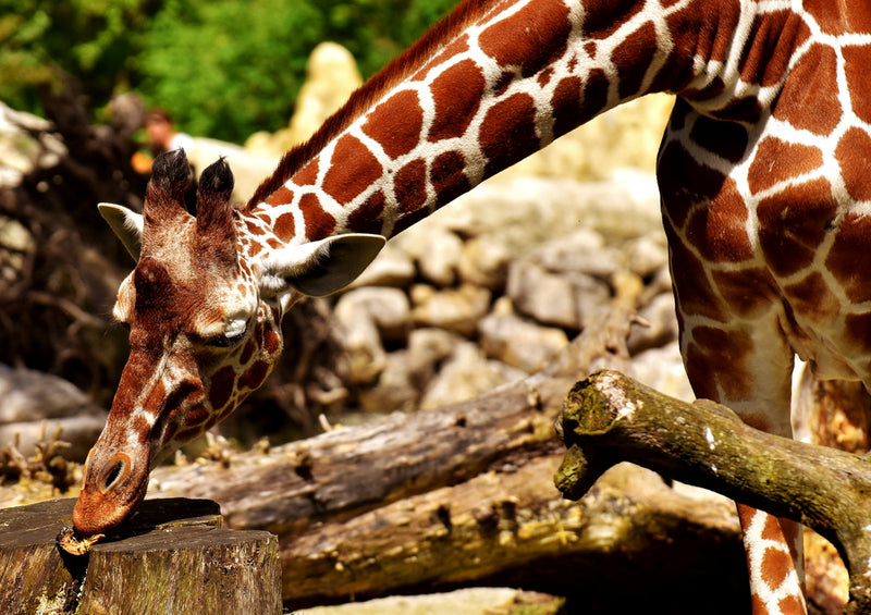 78623 Natur - Giraffe