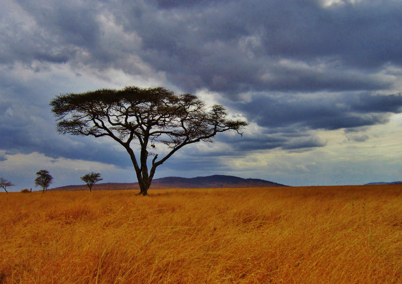 83548 Natur - Baum