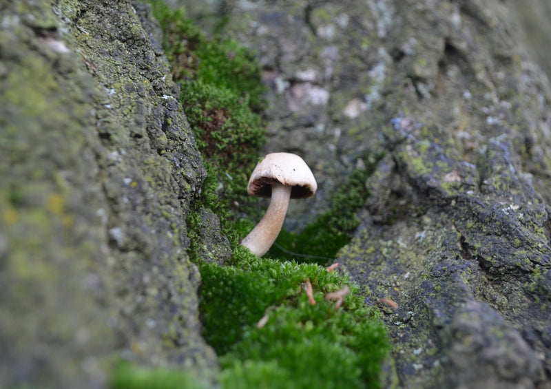 40355 Ernährung - Pilz