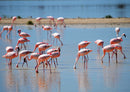 79641 Tierwelt - Flamingos