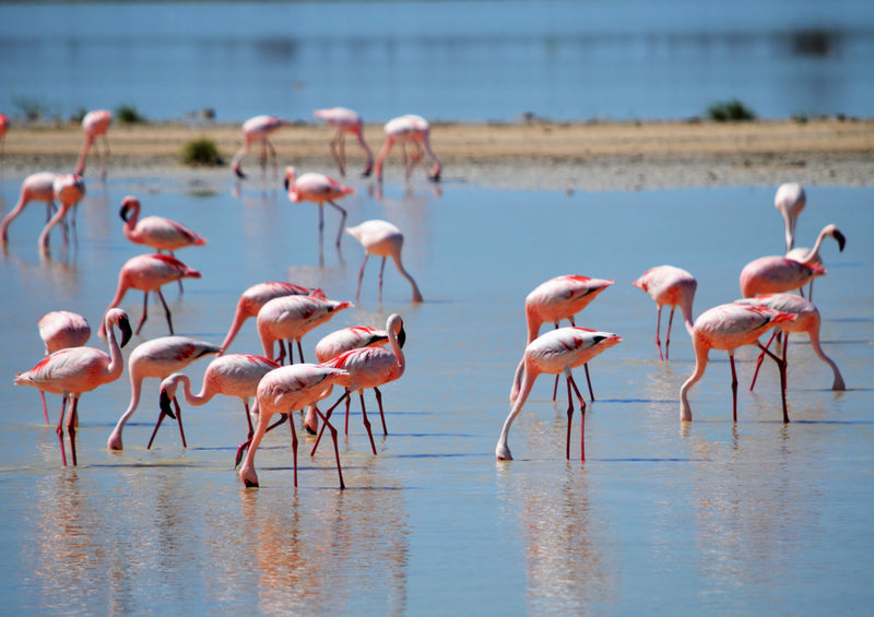 79641 Tierwelt - Flamingos