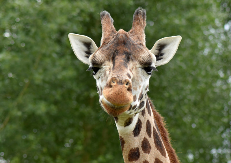 84039 Natur - Giraffe