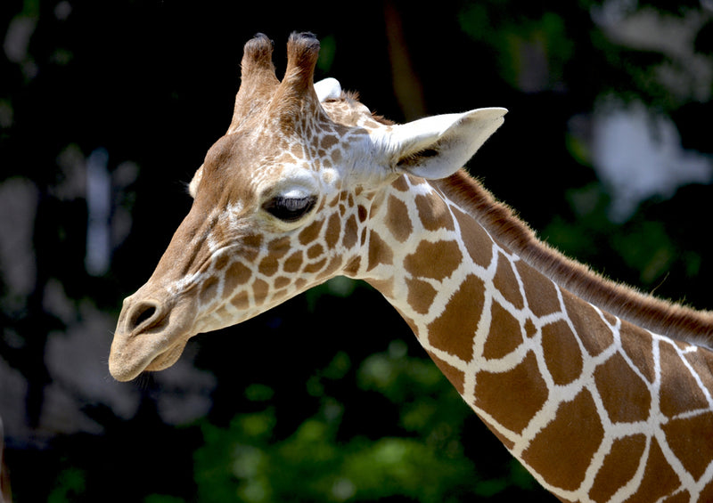 84175 Natur - Giraffe