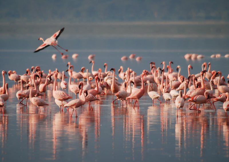 80340 Natur - Flamingos