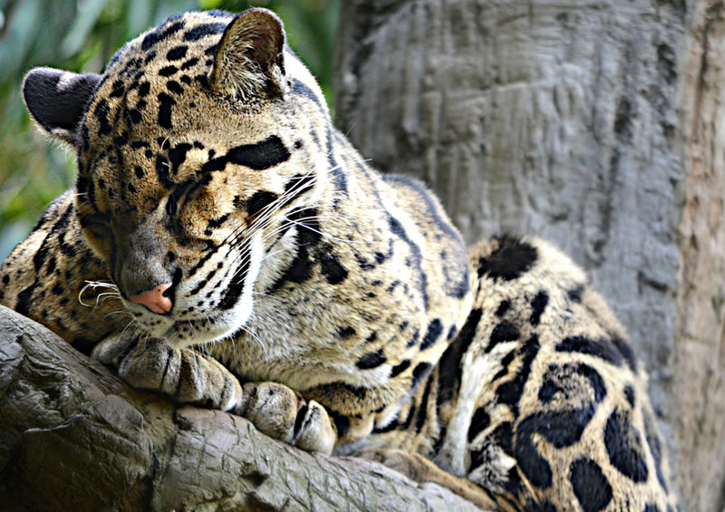 77359 Natur - Leopard