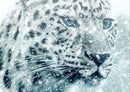 77437 Hintergründe - Leopard