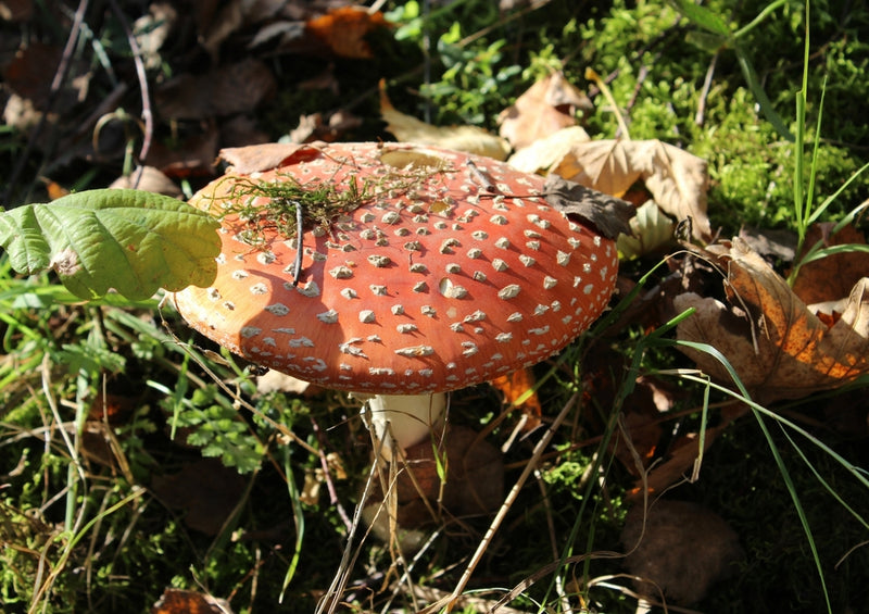 40870 Natur - Pilz