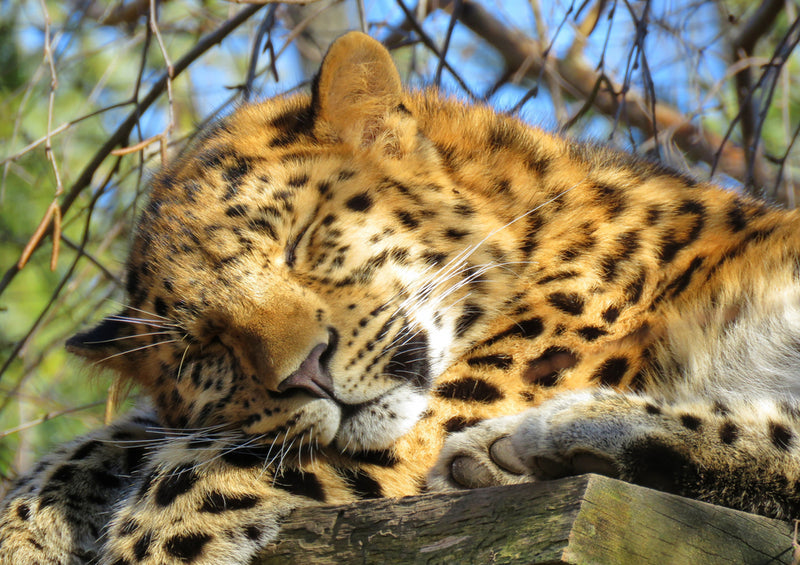 70648 Tierwelt - Leopard