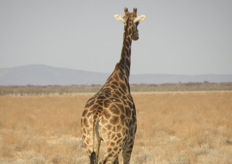 78520 Natur - Giraffe