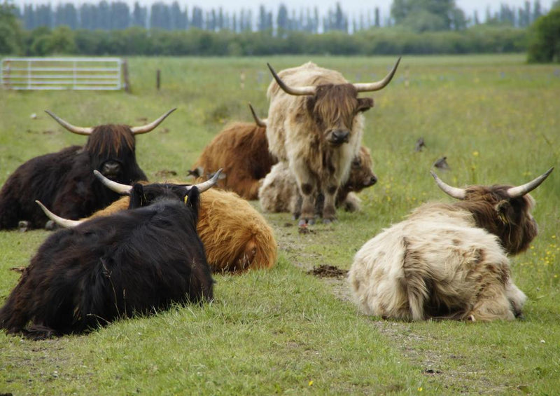 21686 Tierwelt - Kühe auf der Weide