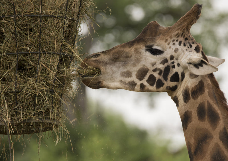 78545 Natur - Giraffe