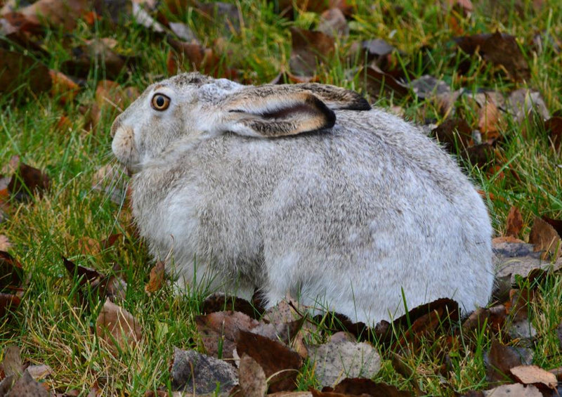 30805 Tierwelt - Kaninchen