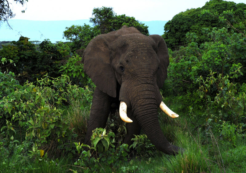 86236 Tierwelt - Elefant