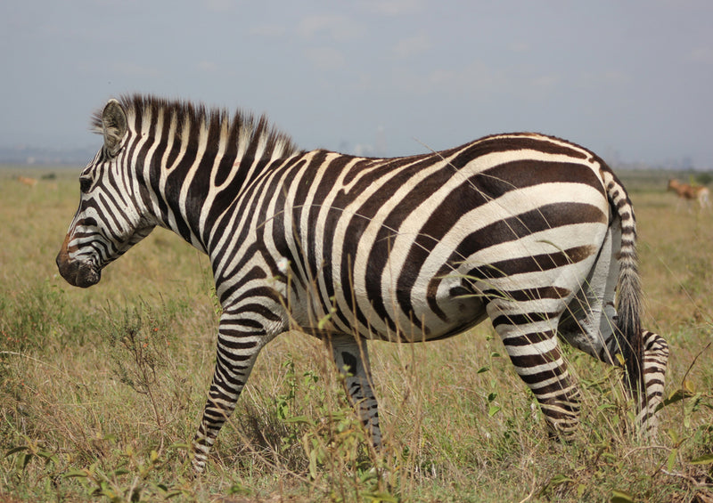 75709 Tierwelt - Zebra