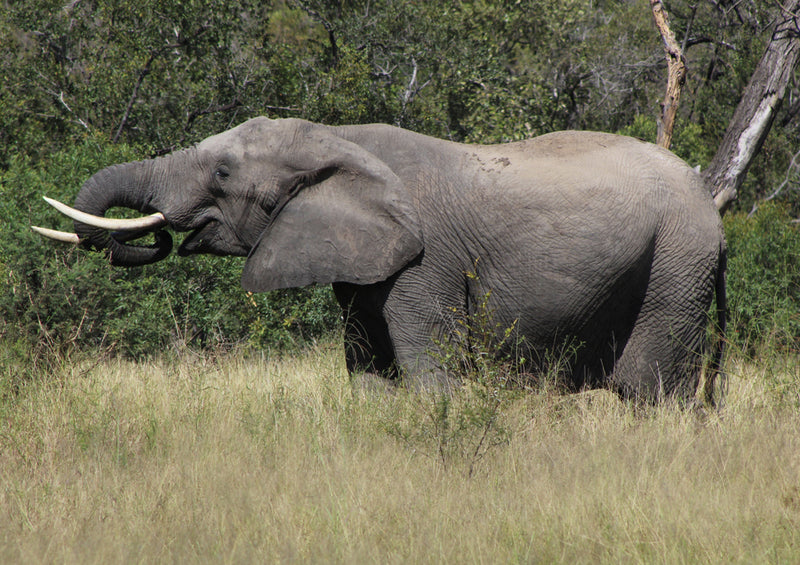 86717 Tierwelt - Elefant