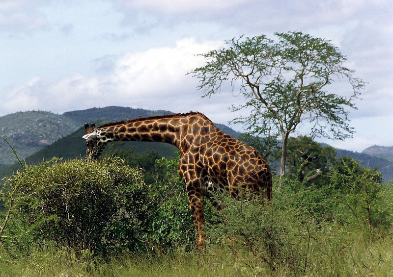 78472 Natur - Giraffe