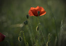 19425 Natur - Klatschmohn