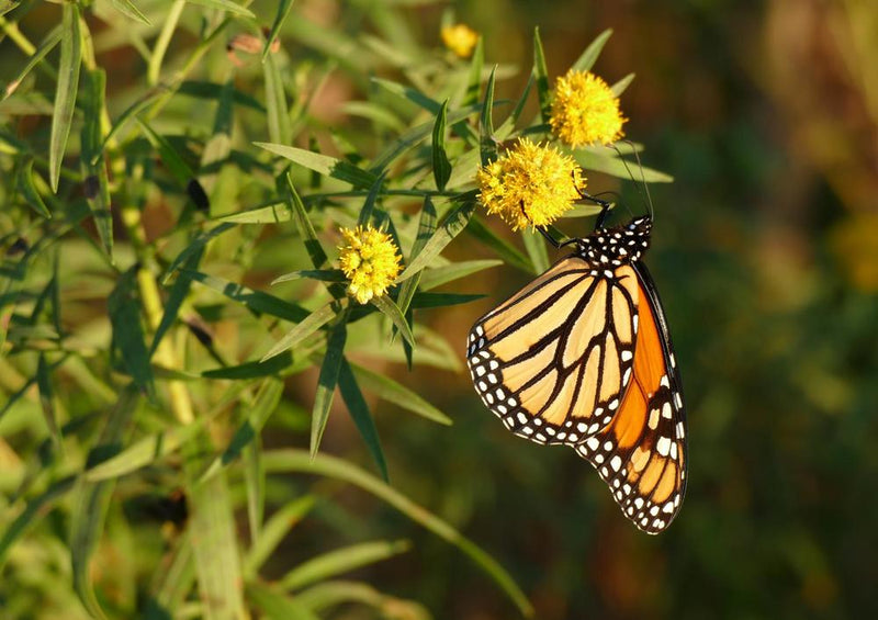 18683 Tierwelt - Schmetterling