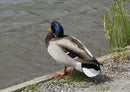 36503 Tierwelt - Ente