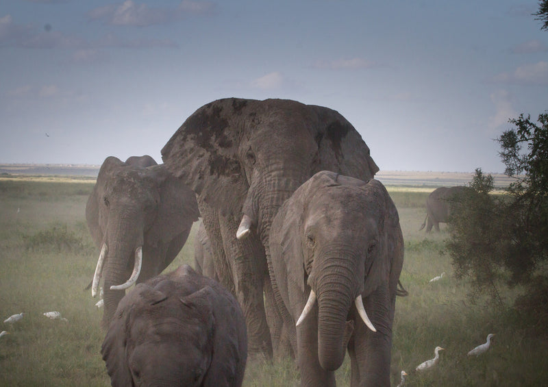 86703 Tierwelt - Elefanten