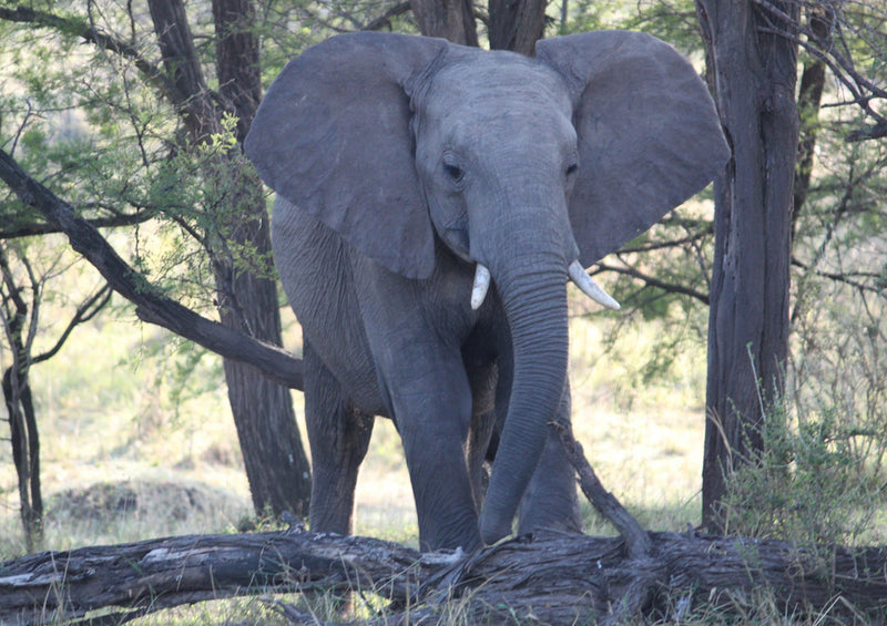 81350 Natur - Elefant