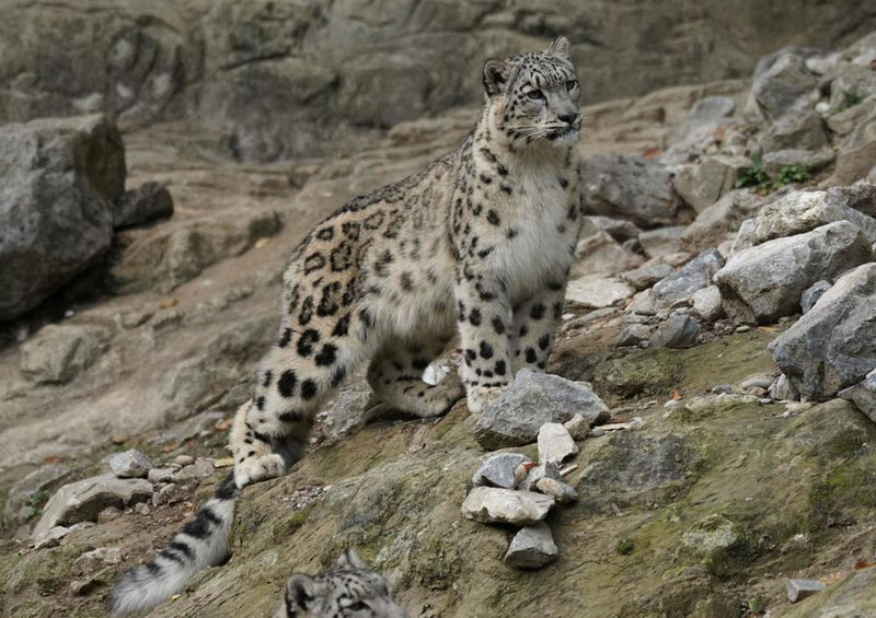 17556 Tierwelt - Schnee-Leopard