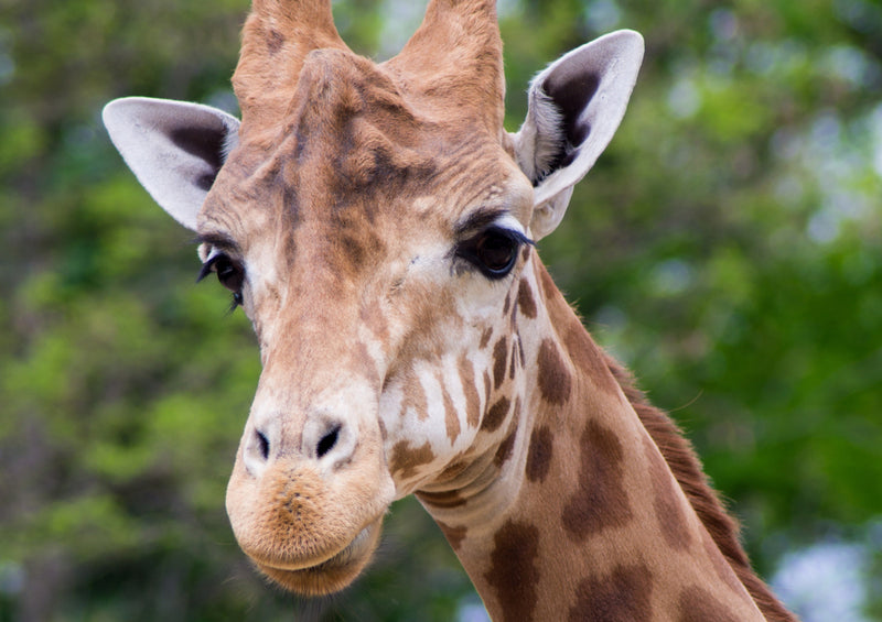 78399 Natur - Giraffe