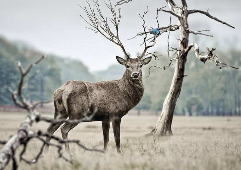 84067 Natur - Hirsch