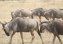 78312 Natur - Gnu