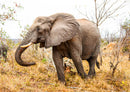85668 Natur - Elefant