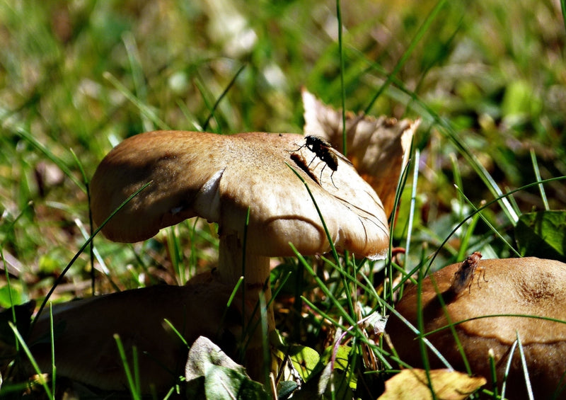 40879 Tierwelt - Fliege