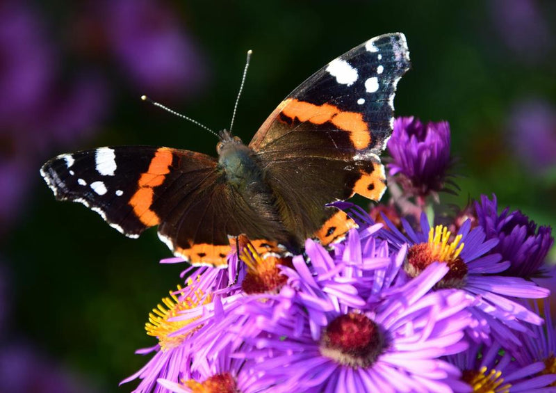 29603 Tierwelt - Schmetterling