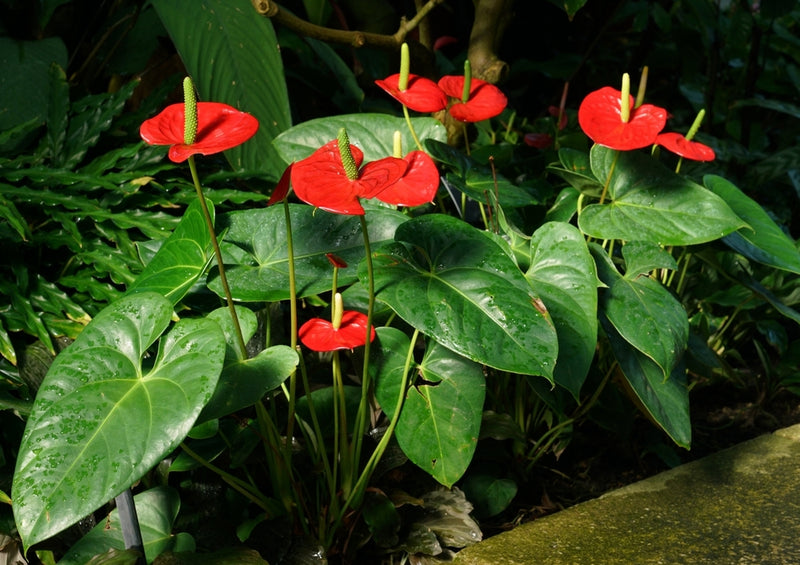 53702 Natur - Anthurium