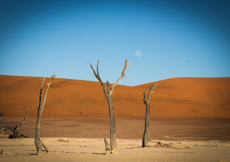 83246 Natur - Deadvlei