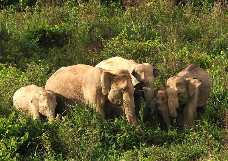 87003 Tierwelt - Elefantenfamilie