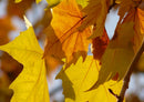 55369 Natur - Herbst