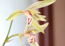 53279 Natur - Orchidee