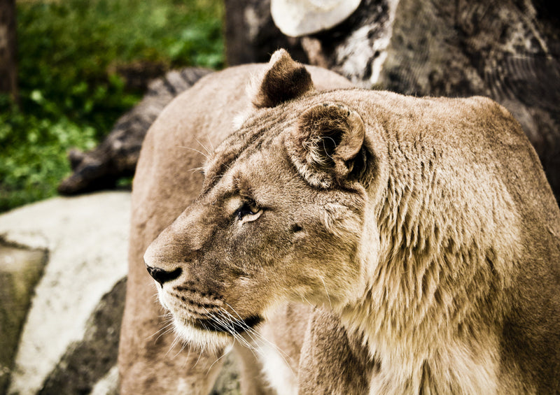 80929 Natur - Löwe