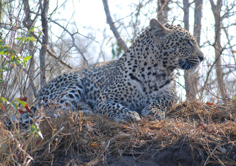 76976 Tierwelt - Leopard