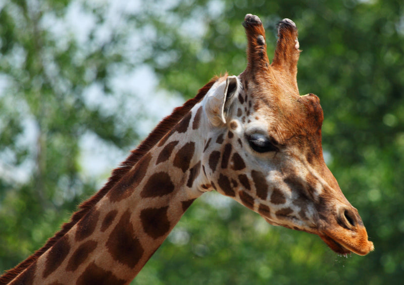 77915 Tierwelt - Giraffe