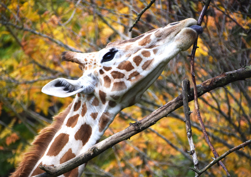 83730 Tierwelt - Giraffe